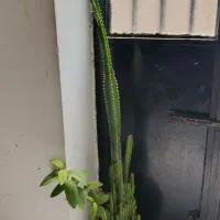 کاکتوس