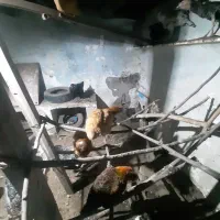 مرغ تخم گذار  خروس محلی  بوقلمون .نیمچه اسراییلی|حیوانات مزرعه|اسالم, |دیوار