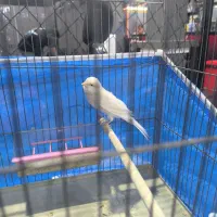 قناری ماده سوپر آماده