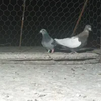 جفت نر