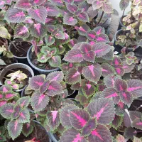 فروش گل حسن یوسف خوشرنگ