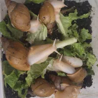 حلزون ۱۴ و ۱۵ سانتی متری دونه ای ۱۰۰ هزار