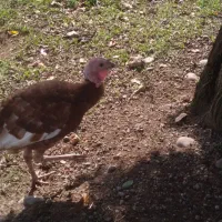 فروش بقلمون|حیوانات مزرعه|رشت, گیل|دیوار