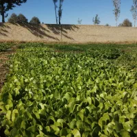 نهال کاهو پیچ اصل متری 450هزارتومان|خدمات باغبانی و درختکاری|مینودشت, |دیوار