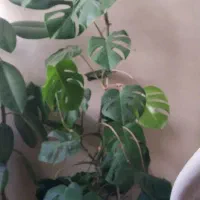 گل برگ انجیری، بگونیا خال سفید، قاشقی، سانسوریا