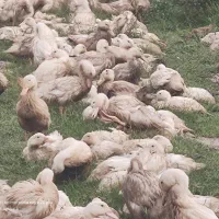 فروش اردک پکینی شالیزار|حیوانات مزرعه|محمودآباد, |دیوار