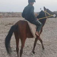 شادگان بوزی سیف