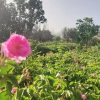 فروش زمین کشاورزی روستای ازوار کاشان|فروش دفتر صنعتی، کشاورزی، تجاری|برزک, |دیوار