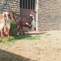 بز شیرا|حیوانات مزرعه|تربت‌حیدریه, پائین ولایت|دیوار