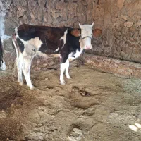 نژاد خوب هر دو ماده