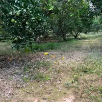 ۲۴۵۰ متر باغ مرکبات مرتب ۱۰۰ متری آسفالت|فروش زمین و ملک کلنگی|کیاکلا, |دیوار