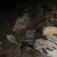 ۱۲تا جوجه