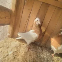 کبوتر طوقی اس|پرنده|اسفرورین, |دیوار