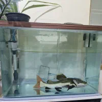 ماهی ردتیل وآکواریوم شرکتی|ماهی|شیراز, کوشک میدان|دیوار