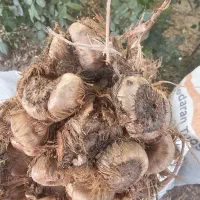 خرید وفروش پیاز زعفران مشهد|خدمات باغبانی و درختکاری|مشهد, توس (بلوار توس)|دیوار