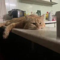 واگذاری گربه پرشین|گربه|چمران, |دیوار