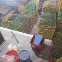 تعدادی نیروی خانم جهت پاک کردن سبزی نیازمندیم