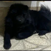 سگ چاوچاو نر زبون بنفش