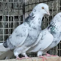 کبوتر  خال پیس و سوسکی