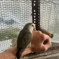 طوطی کوتوله برزیلی رام و دستی