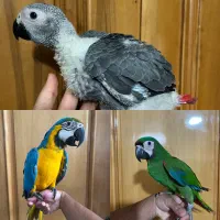 جوجه طوطی ماکائو ارا کاسکو|پرنده|اصفهان, ارداجی|دیوار