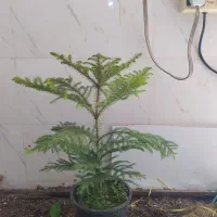 گل و گیاه کاج