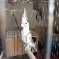 عروس هلندی|پرنده|گرمسار, |دیوار