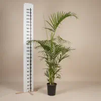 گل آپارتمانی اریکا