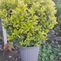 نهال های گلدانی خارجی شمشاد طلایی مناسب محوطه