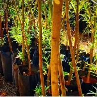 فروش نهال های پاکتی در سپیدان و هماشهر