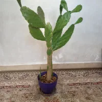 گل کاکتوس چهار ساله