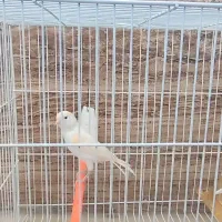 قناری|پرنده|مشهد, کشف|دیوار