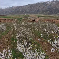 فروش زمین باغ