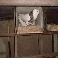 طوقی هفت رنگ نر عتیقه