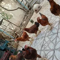 مرغ و خروس و نمیچه