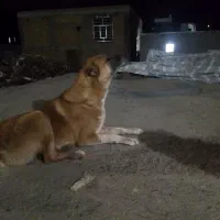 واگذاری سرابی رایگان