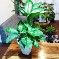 دیفن باخیا چند بوته