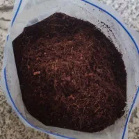 حلزون .کوکوپیت