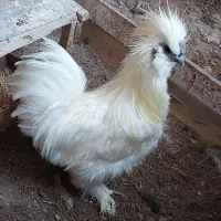 خروس ابریشمی/پنبه ای کوپال/معاوضه/فروش|حیوانات مزرعه|جلفا, |دیوار