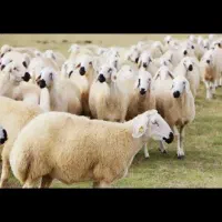 15عدد بره پرواری درجه یک