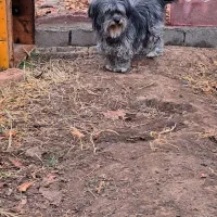 اشپیتز ماده