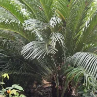 فروش سیکاس رامسر|گل و گیاه طبیعی|رامسر, |دیوار