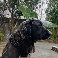 واگذاری سگ آلابای|سگ|آستانه اشرفیه, |دیوار