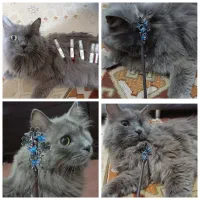 گربه طوسی گمشده