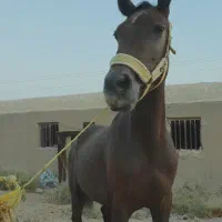 مادیان کرد ۲ساله