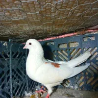 تکی و یک جا به فروش میرسند|پرنده|هندمینی, |دیوار