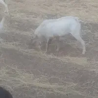 بزونربز سانن