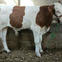 فروش گوساله سیمینتال پرواری جنس خالص|حیوانات مزرعه|جعفرآباد, |دیوار