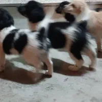 سگ گلدن اشپیتز|سگ|بهبهان, |دیوار