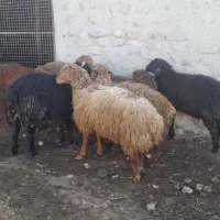 فروش بره قوچ همو